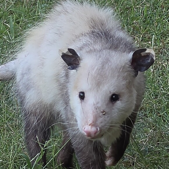 rabidferrets